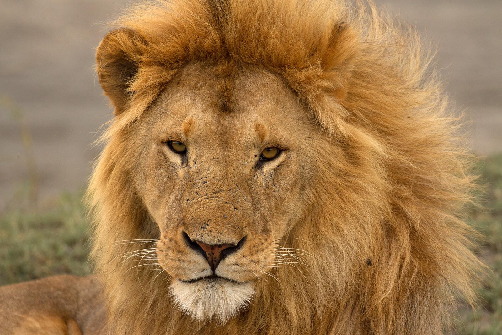 Press Release: The New Lion Economy: Unlocking the value of lions and ...