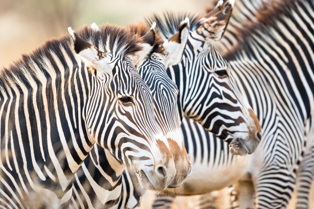 Grevy's zebra herd, Samburu National Reserve