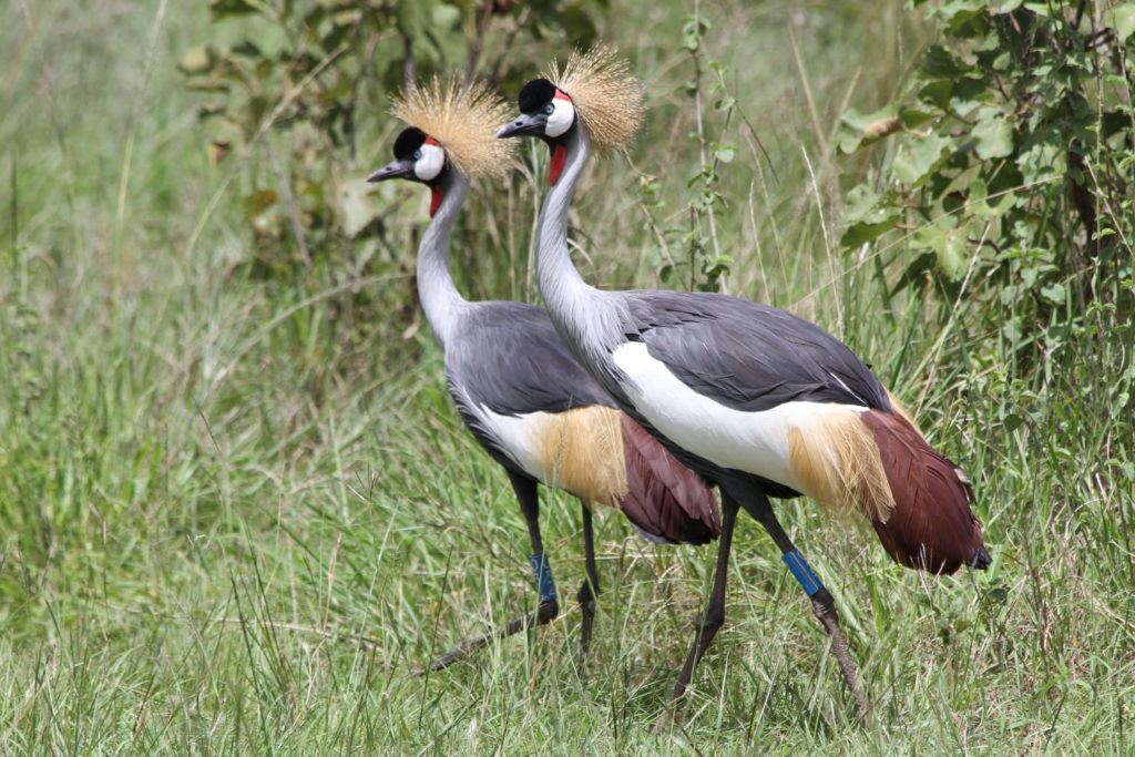 Grey Crowne Cranes_credit Olivier Nsengimana