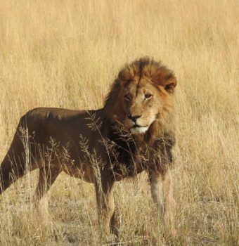 New LRF grants support the protection and recovery of lions Africa-wide