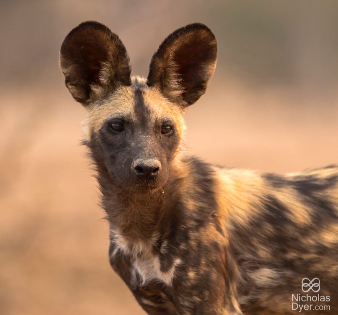 painted dog young_credit Nicholas Dyer