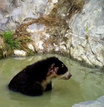 Every Spectacled Bear Counts: Marco Shows the Danger of Isolation