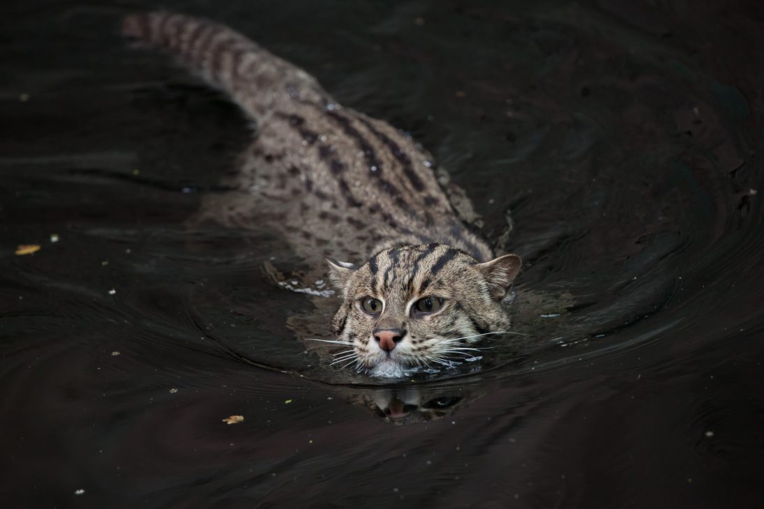 Fishing cat (Prionailurus viverrinus).
