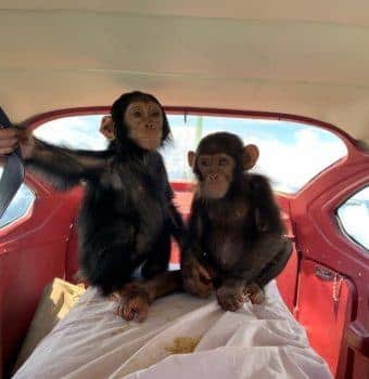 Two Chimp Infants Confiscated and Sent to Lwiro Primate Sanctuary