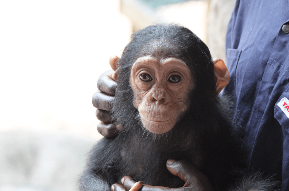 The young female chimp