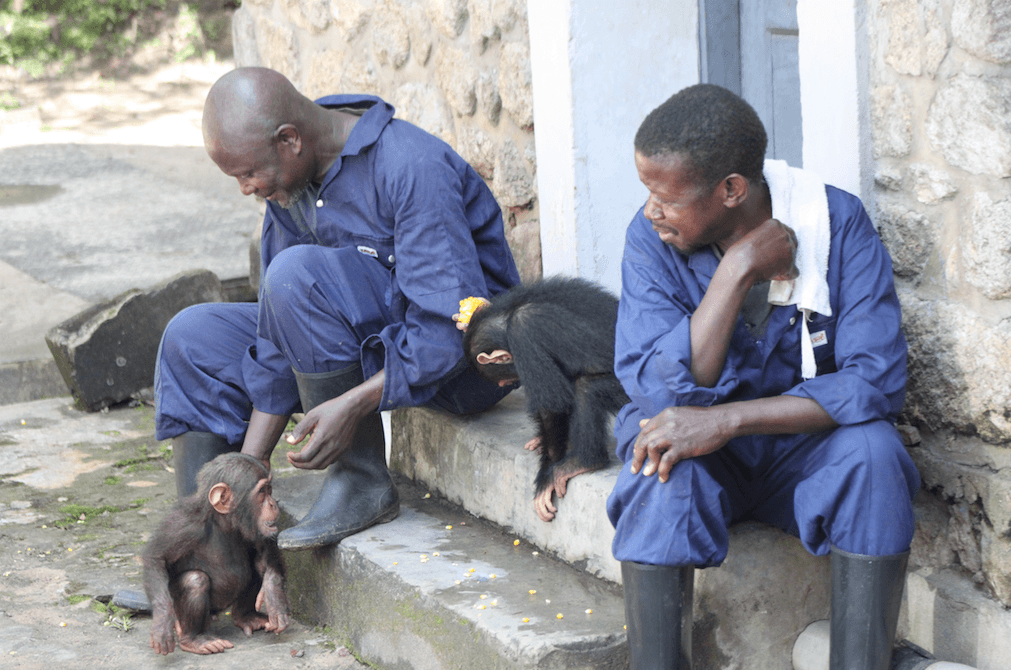 Two chimpanzees at Lwiro Primate Sanctuary
