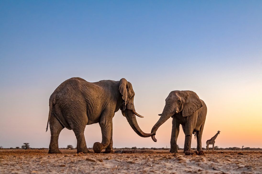 Susan McConnell- Elephants (18)