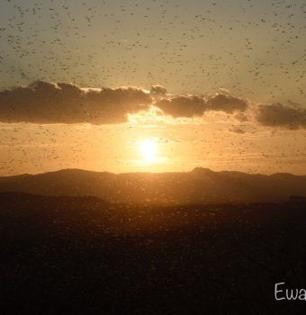 Locust invasion puts Kenyan wildlife, livestock, and local communities at risk