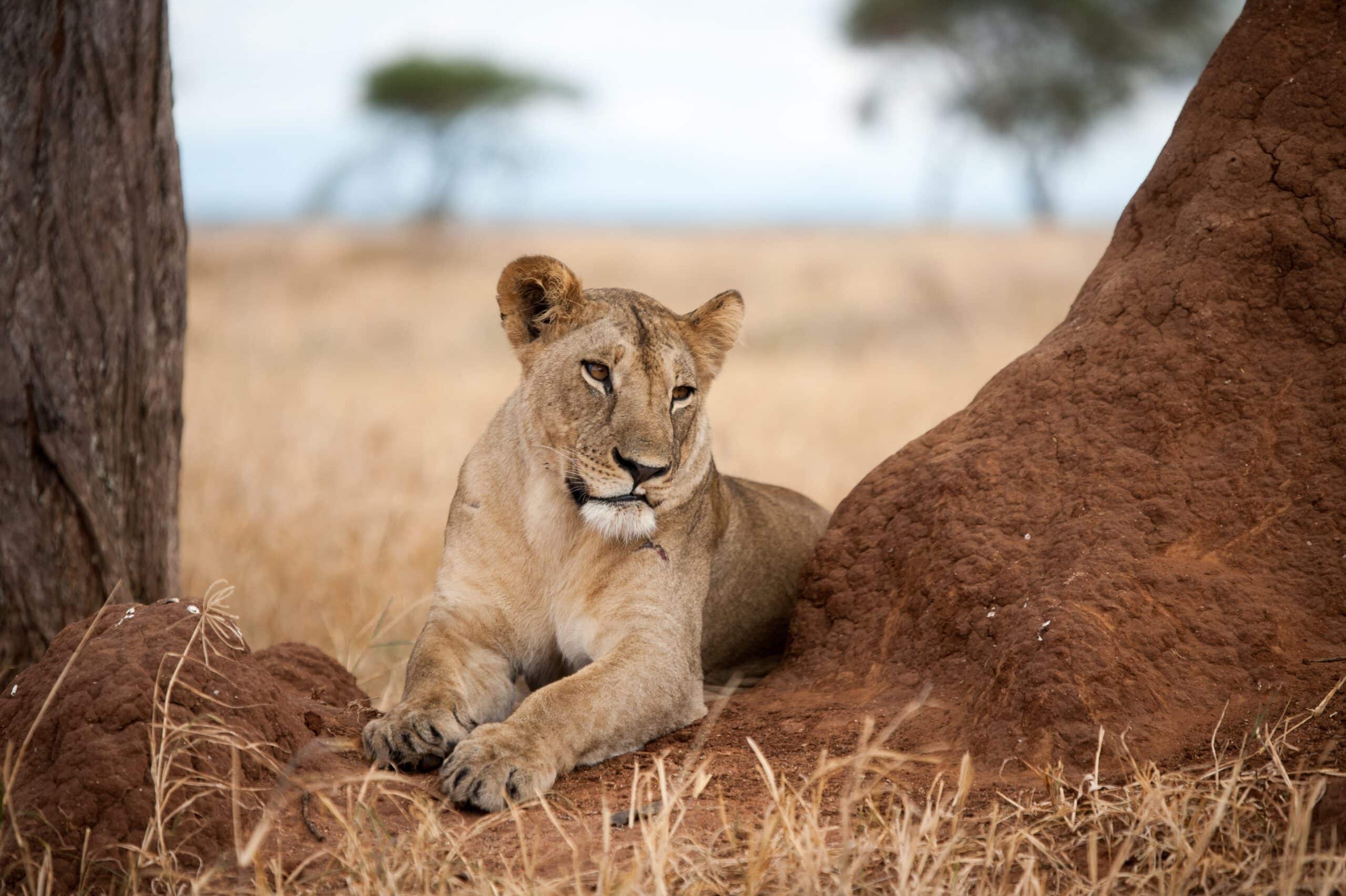 A New and Dangerous Threat: Lion Poaching in Niassa - Wildlife