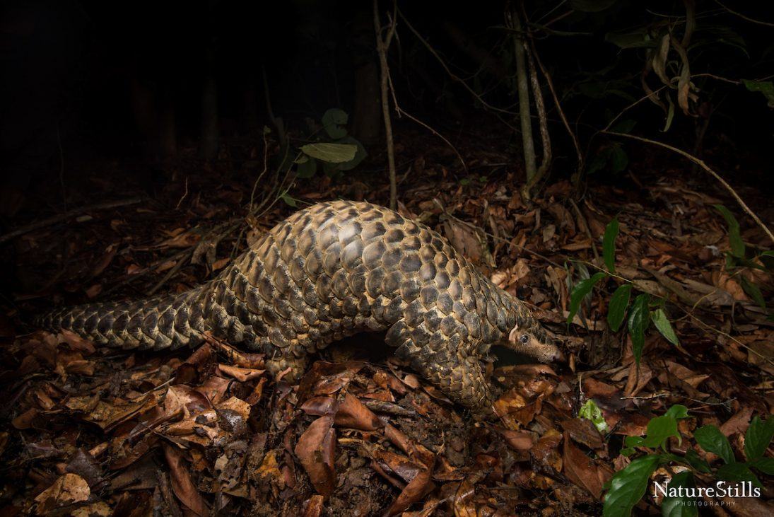 Giant male Chinese Pangolin (photographed in Bangladesh)_credit NatureStills LLC
