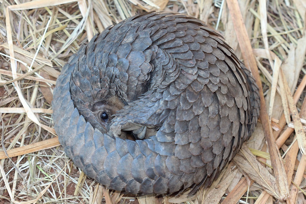 White-bellied pangolin_credit Darren Pietersen