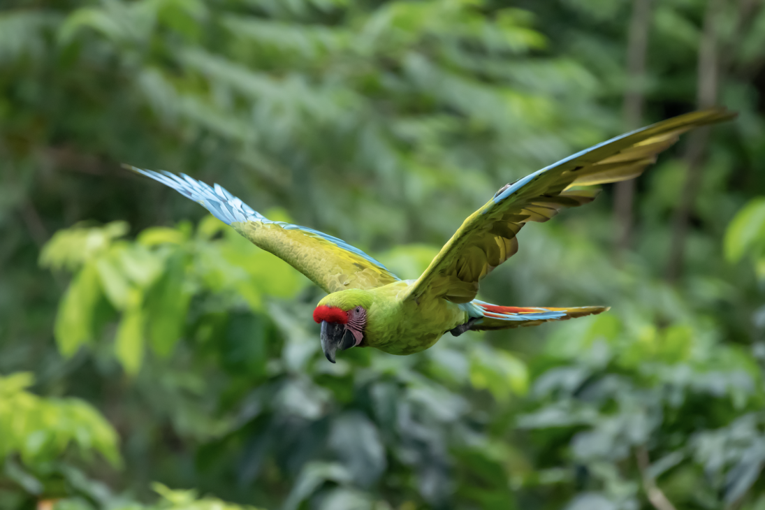 great green macaw credit corey raffel