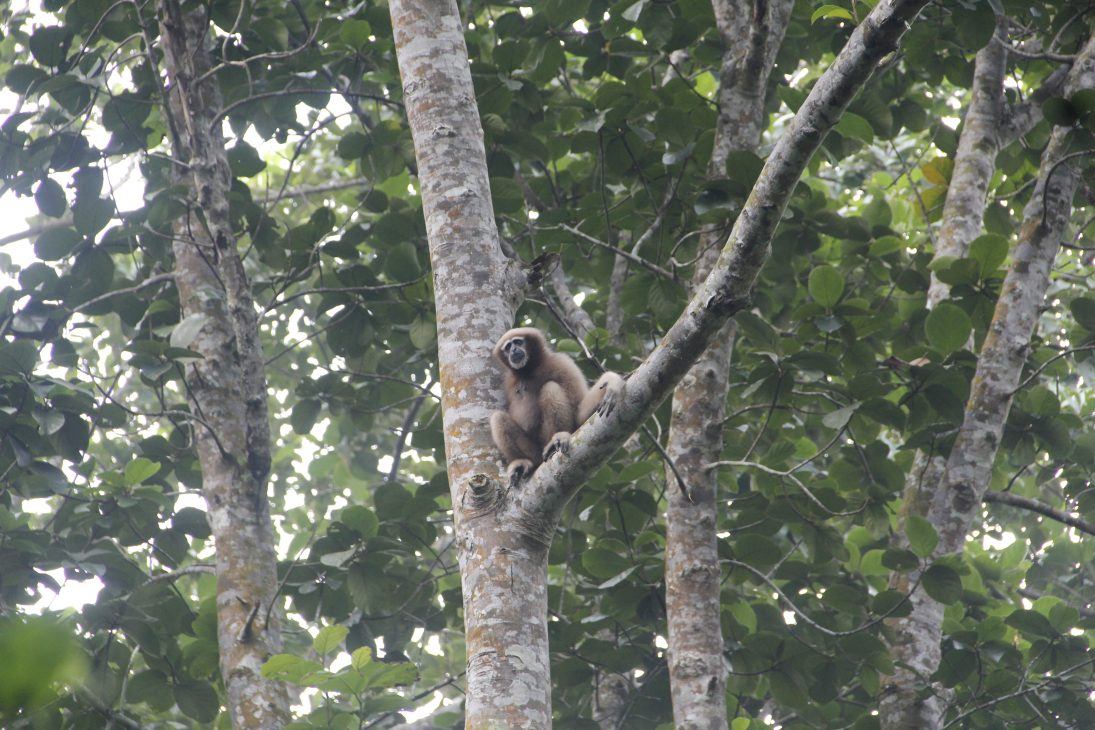 western hoolock gibbon - tarik kabir