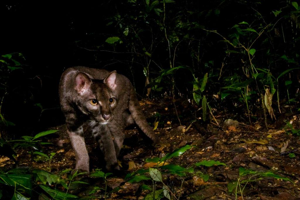 Pig Banks and Poachers: Protecting the African Golden Cat - Wildlife ...