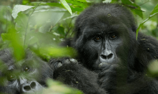 ctph gorillas