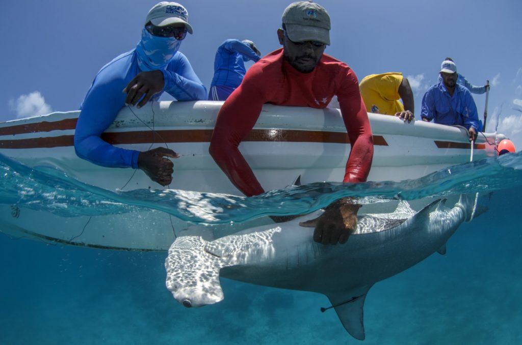 Great Hammerhead shark research_MarAlliance