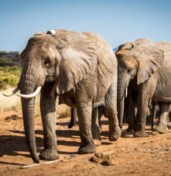 Giant Steps for Elephant Recovery