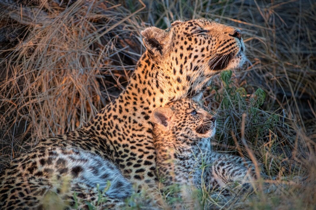 leopard_mother_cub