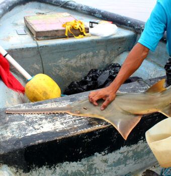 Signs of Life for Panama's Sawfish
