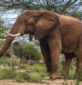 Healing the Rift Between Elephants and People