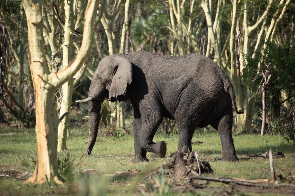 Elephant (Gorongosa National Park)