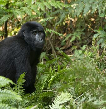 Nourishing People, Protecting Mountain Gorillas